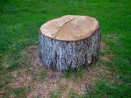 Reliable Mahnomen, MN Tree Care Solutions