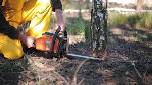 Best Storm Damage Tree Cleanup  in Mahnomen, MN