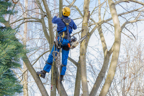 Best Tree Mulching  in Mahnomen, MN